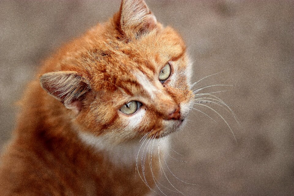 Orange portrait green eyes