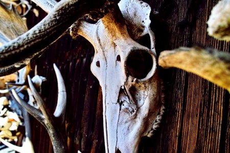 close-up photography of white animal skull decor photo