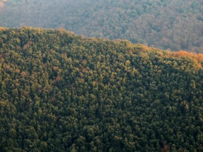 green trees mountain