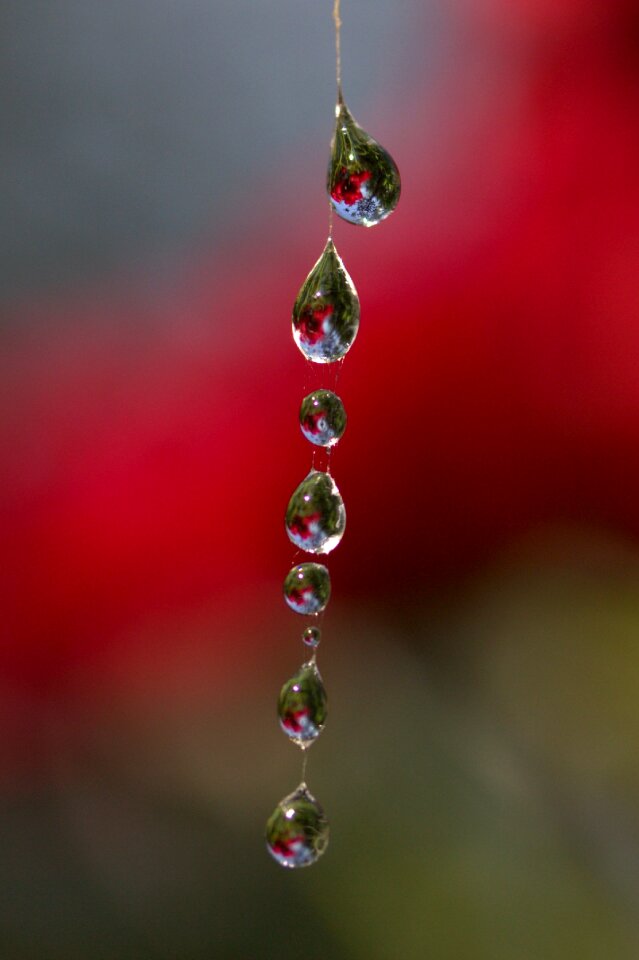 Place dew nature