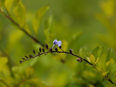 Las nubes, Costa rica, Closeup