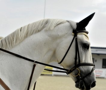 white horse wearing harness photo