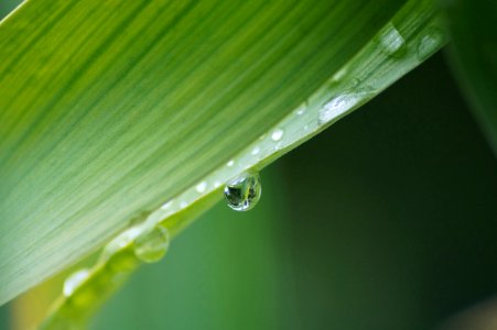 photography of green leafed with water drop photo