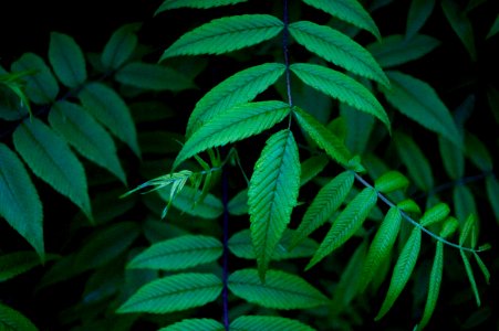 macro photography of leaves