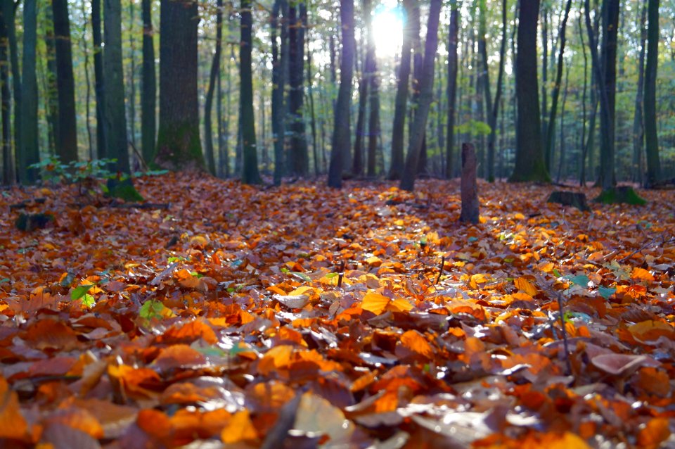 dried leaves on ground