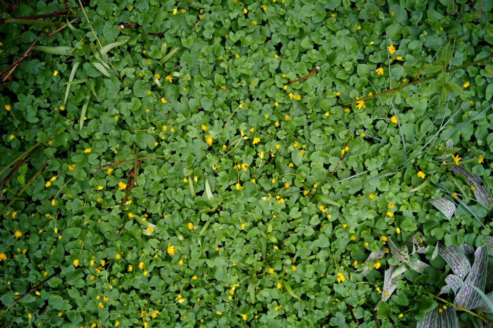 green leafed plants