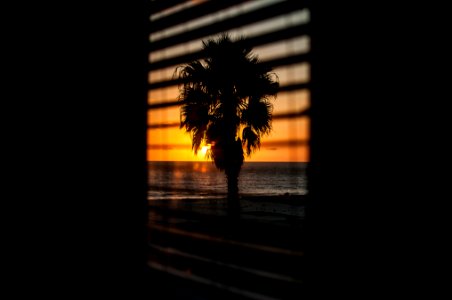window with the view of silhouette of palm tree during orange sunset photo