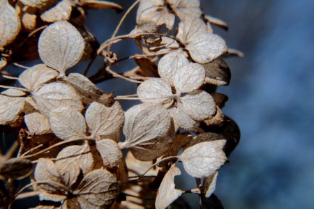 Tomarovka, Russia, Naturalcolors