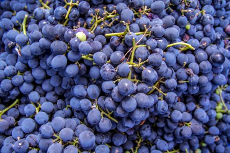 Harvest, Fruit, Winery photo