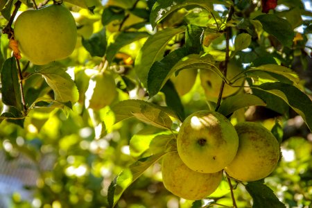 Group, Fruit, Tree