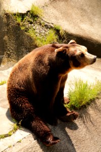 Bear, Sunbathing, Zoo photo