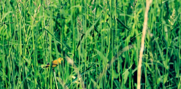 Yellow, Bird, Summer