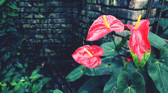 Beautiful, Plant, Anthurium red