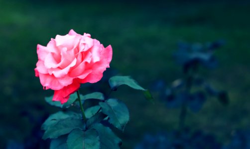 Beautiful, Plant, Pink