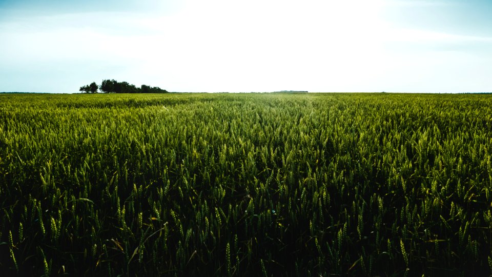 green meadow under clear sky photo