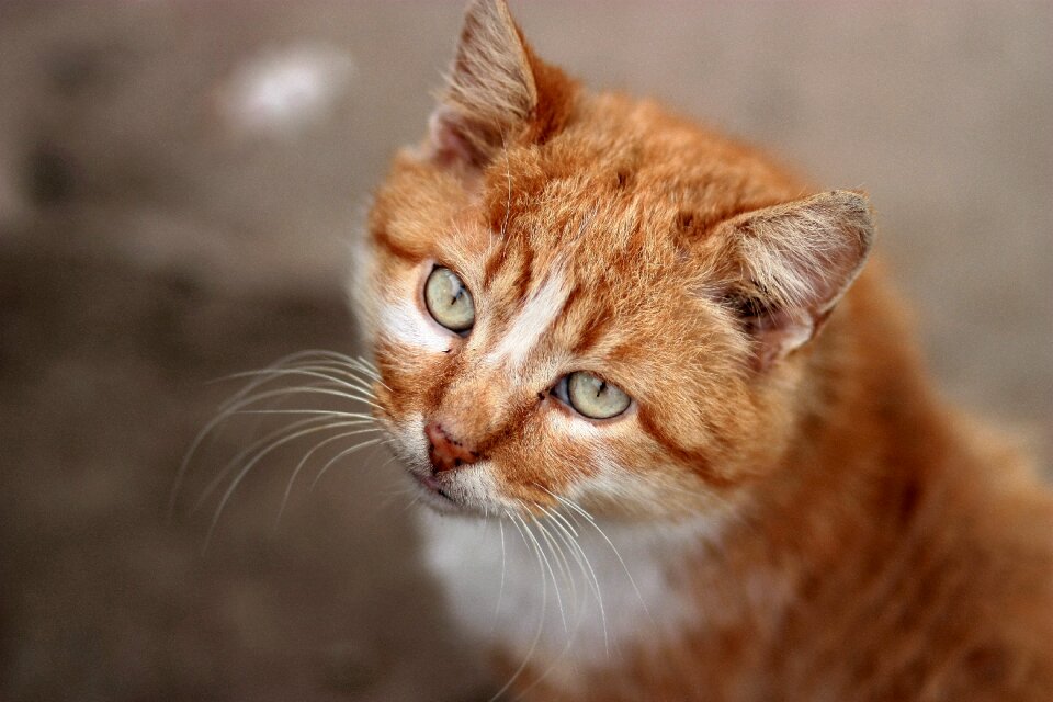 Orange portrait green eyes