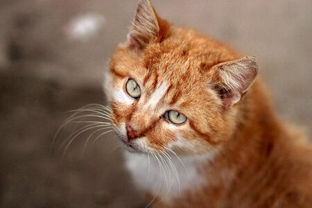 Orange portrait green eyes
