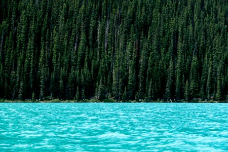 lake beside green pine trees