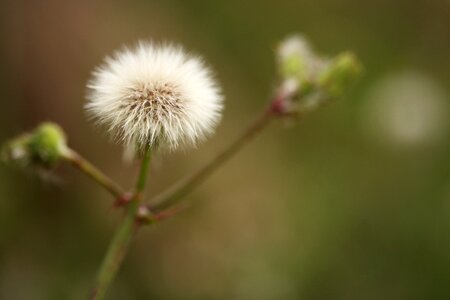 Color image macro garden photo