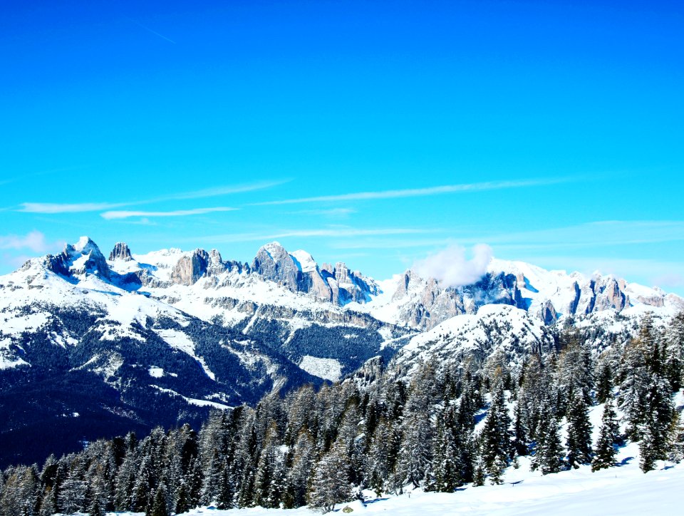 San pellegrino pass, Italy, Trees