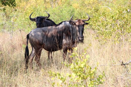 Wildebeest nature kruger national park 2014