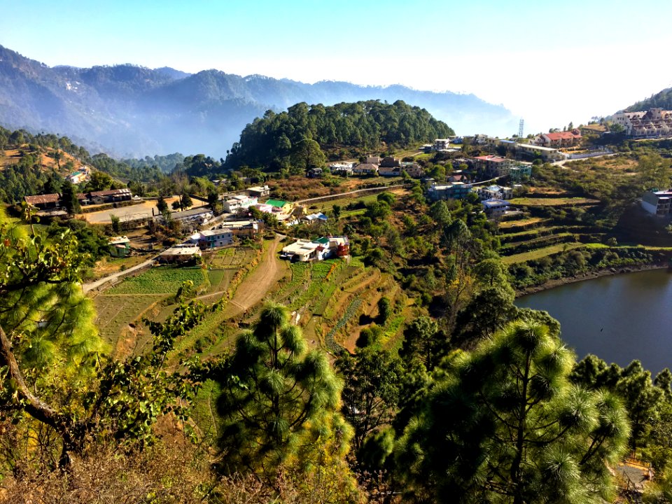 India, Nainital, Trees