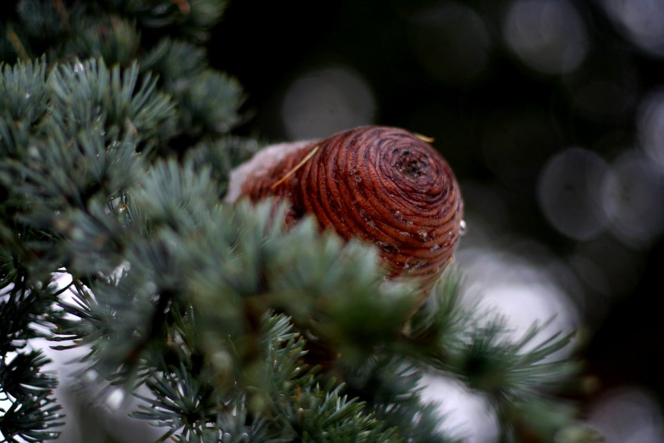 London, United kingdom, Pine