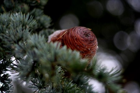 London, United kingdom, Pine