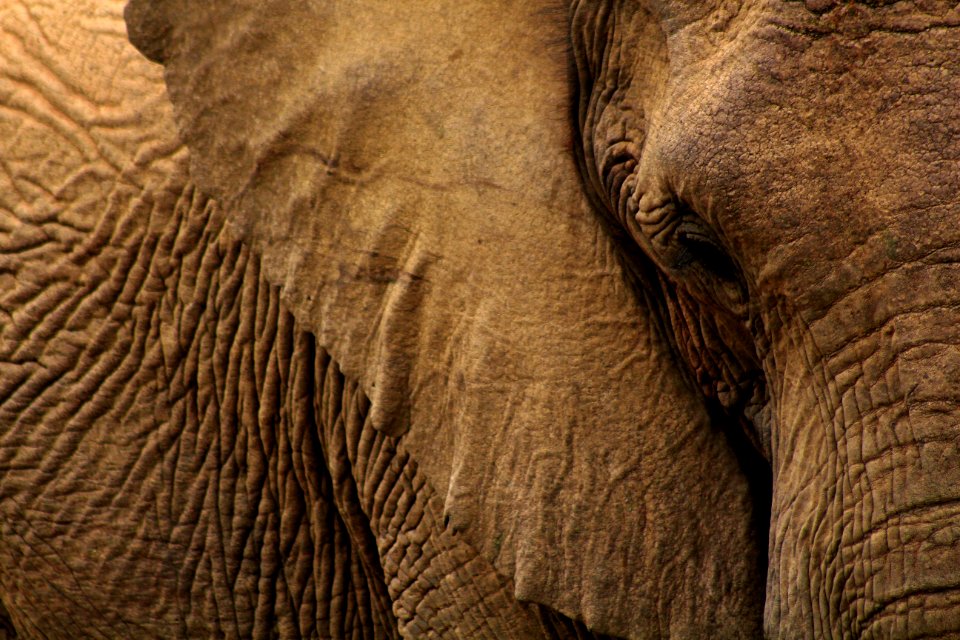 close-up photo of gray elephant