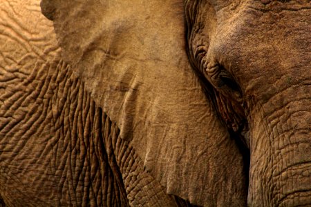 close-up photo of gray elephant