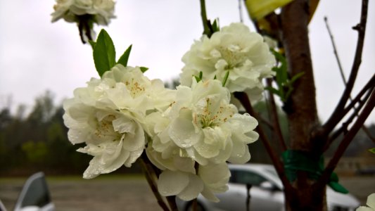 Cumming, United states, Flowers
