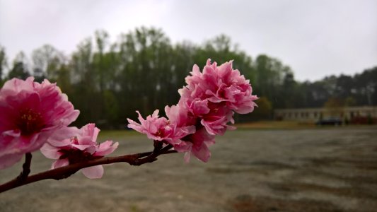 Cumming, Georgia, United states