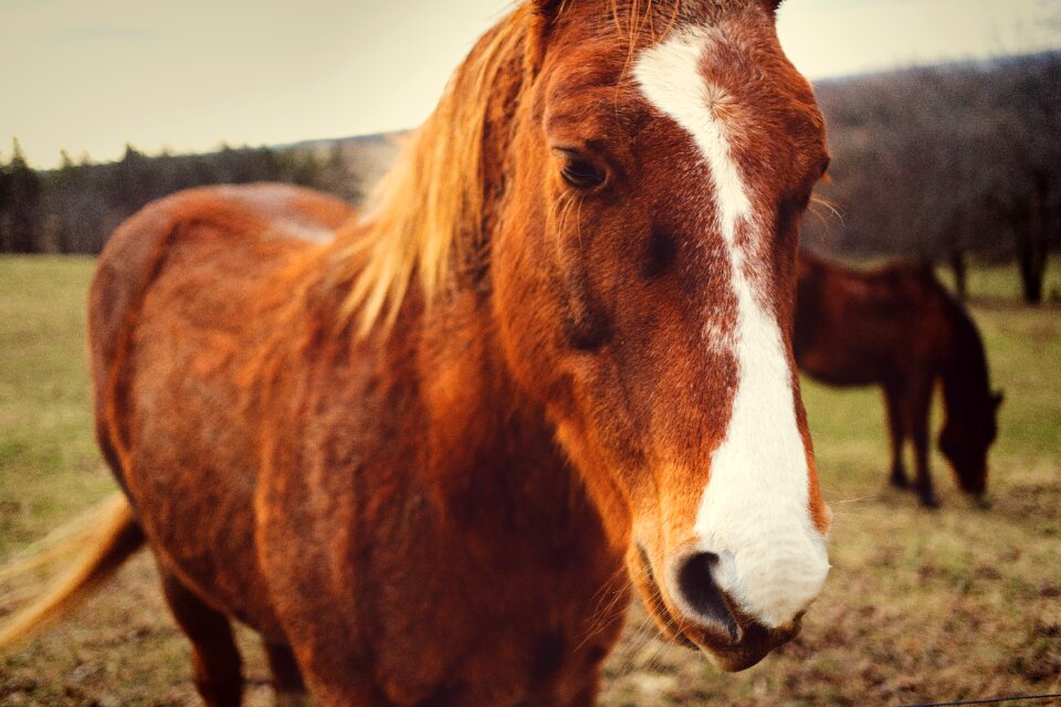 Fall horses horse