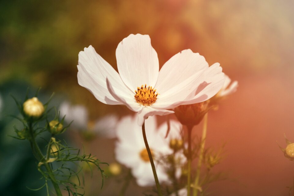 White flower garden summer