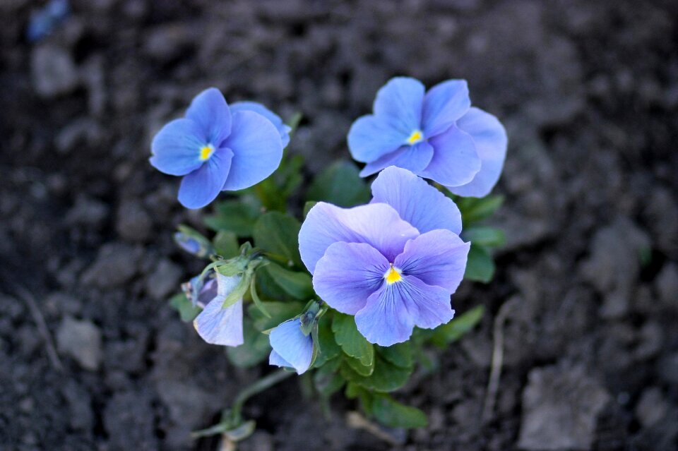 Blue flowers nature