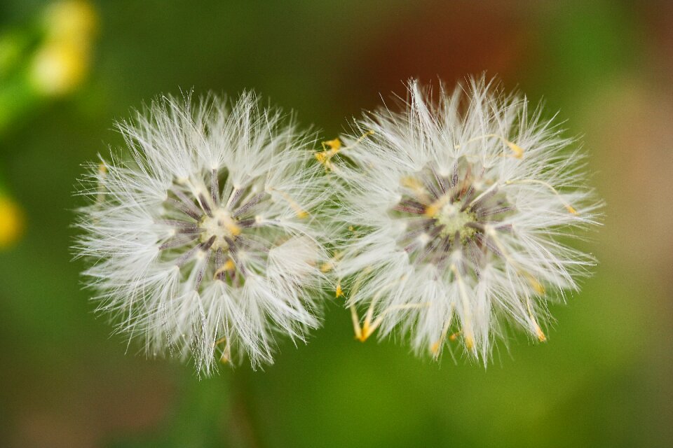 Color image macro garden