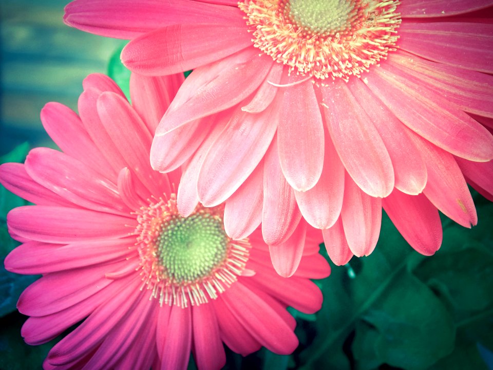 Chrysanthemum, With pat, Plant