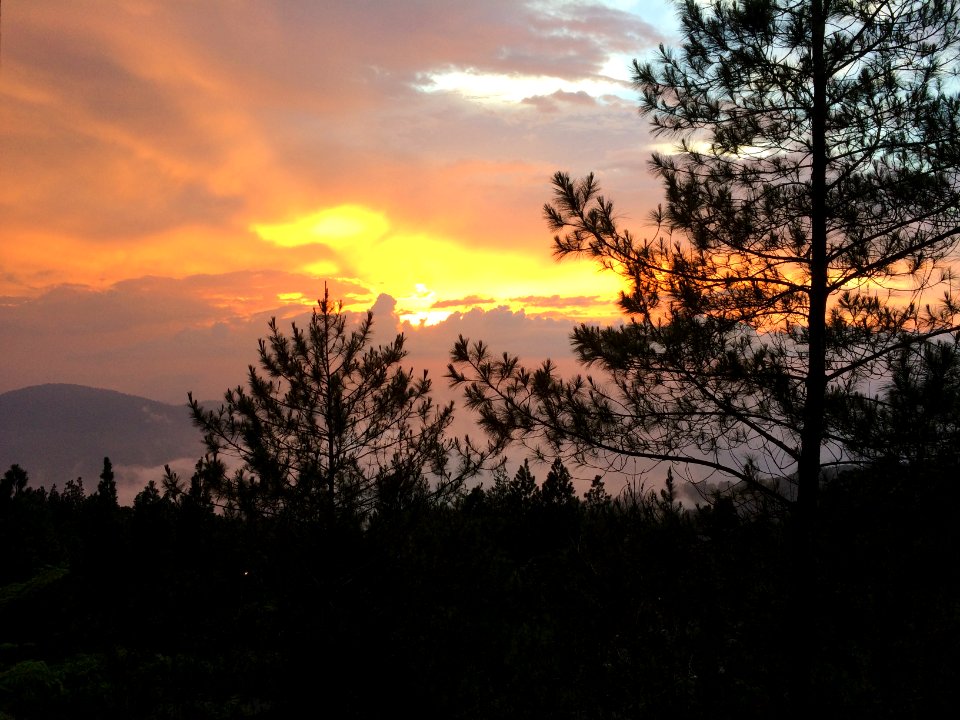 Genting highl, Malaysia, Tree