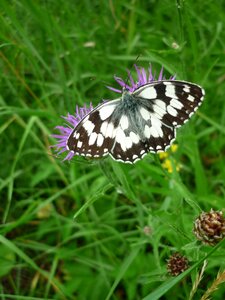 Days butterfly close up flower meadow
