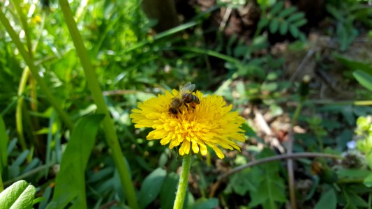 Mihovljan, Croatia, Nature