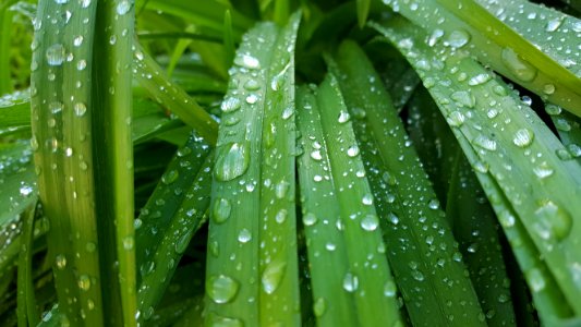 Mihovljan, Croatia, Drops of rain