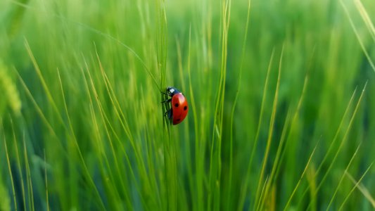 ladybug on green grass photo