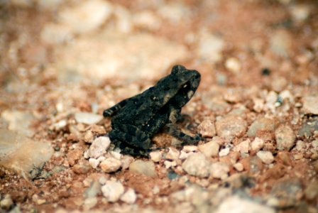 shallow focus photography of black frog photo