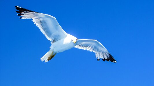 Looking sea nature