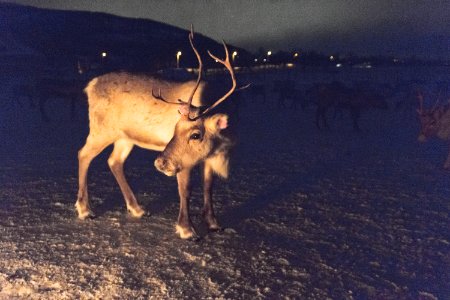 Dark, Farm, Reindeer