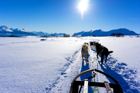 Dog, Fjord, Mountain range photo