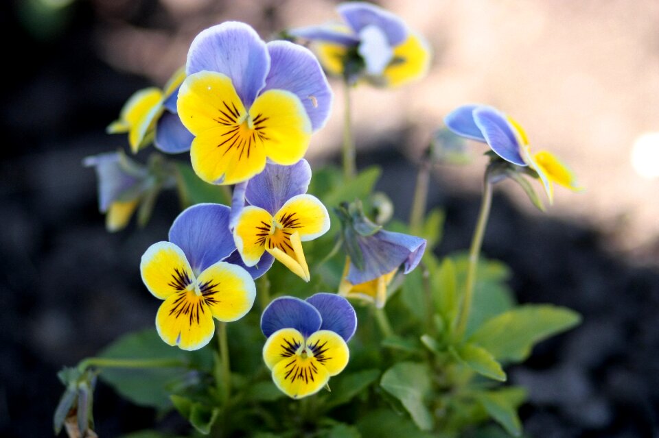 Blue flowers nature