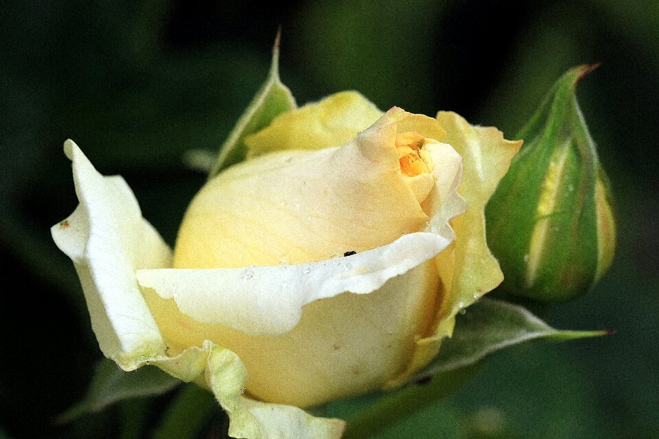 Rose tea rose petals garden