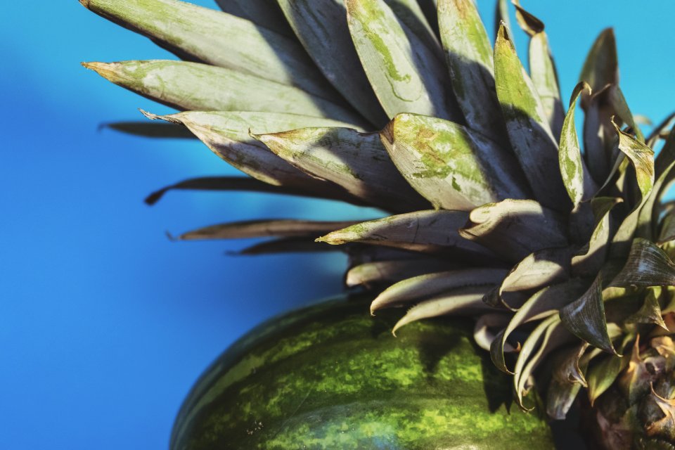Fruit, Wellness, Watermelon