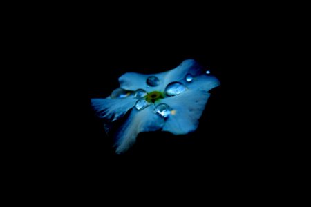 blue flower with water drops photo